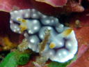 Goniobranchus geometrica