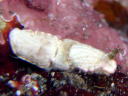 Dermatobranchus fasciatus