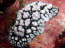 Phyllidiella pustulosa