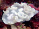 Glossodoris pallida