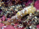 Gymnodoris okinawae