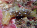 Gymnodoris okinawae