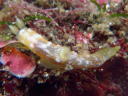 Gymnodoris okinawae