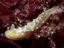 Gymnodoris okinawae