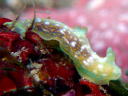 Gymnodoris okinawae