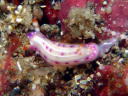 Hypselodoris sp. 1