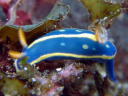 Hypselodoris festiva