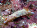 Hexabranchus sanguineus