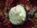 Dermatobranchus fasciatus