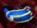 Hypselodoris festiva