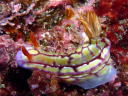 Hypselodoris krakatoa