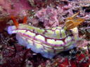 Hypselodoris krakatoa