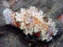 Glossodoris cincta