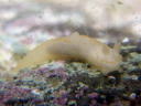 Gymnodoris citrina