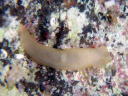 Gymnodoris citrina