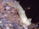 Gymnodoris citrina