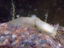 Gymnodoris citrina