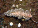 Spurilla chromosoma