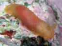 Gymnodoris citrina