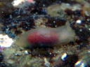 Gymnodoris citrina