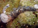 Spurilla chromosoma