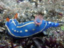 Hypselodoris festiva