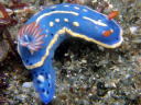 Hypselodoris festiva