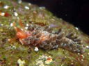 Spurilla chromosoma