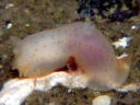 Gymnodoris citrina