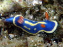 Hypselodoris festiva