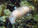 Gymnodoris alba