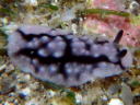 Phyllidiella pustulosa