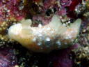 Gymnodoris okinawae