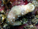 Gymnodoris okinawae