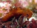 Aplysia parvula