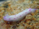 Hypselodoris sp. 1