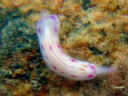 Hypselodoris sp. 1