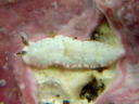 Dermatobranchus fasciatus