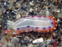 Goniobranchus decora