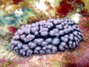 Phyllidiella pustulosa