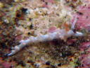 Flabellina bicolor