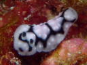 Phyllidiella pustulosa