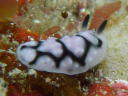 Phyllidiella pustulosa