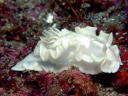 Glossodoris pallida