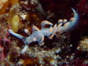 Flabellina bicolor