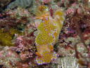 Ceratosoma tenue