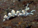 Phyllodesmium sp. 2