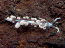 Phyllodesmium sp. 2