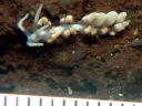 Phyllodesmium sp. 2