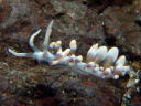 Phyllodesmium sp. 2